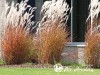 Miskantas kininis ,Purpurascens' (lot.  Miscanthus sinensis)
